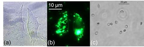 A The Hela Cells Under An Optical Microscope B The Hela Cells