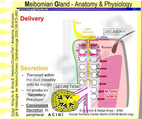 GLIMPSE Of The MEIBOMIAN GLAND Ocular Surface Center Berlin