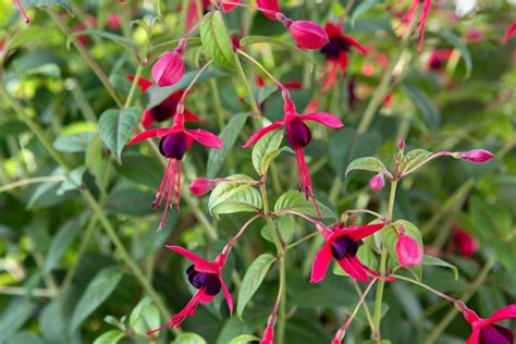 Fuchsia Lady Boothby Bbc Gardeners World Magazine