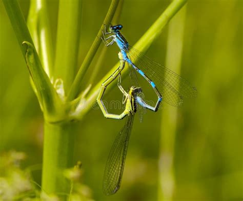 Mating Of Dragonflies Stock Photo Image Of Green Insect 21195284