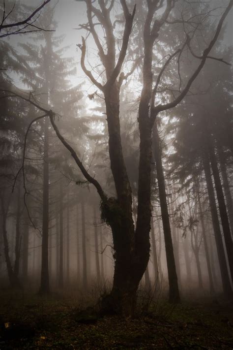 Free Images Tree Nature Forest Wilderness Branch Snow Winter