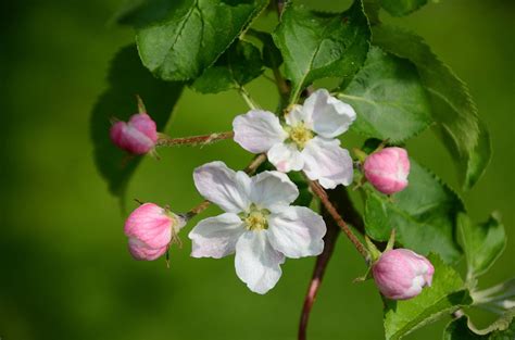 Apple Blossom Tree Wallpapers Top Free Apple Blossom Tree Backgrounds Wallpaperaccess