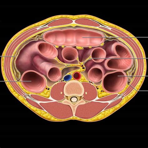 Greater Omentum