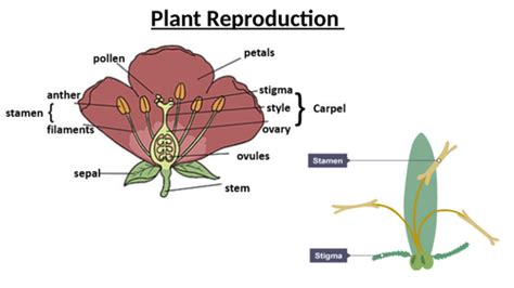 Ks3 Plant Reproduction And Fertilisation Cover Teaching Resources