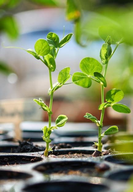 Premium Photo A Close Up Of Small Plants In Pots With The Word