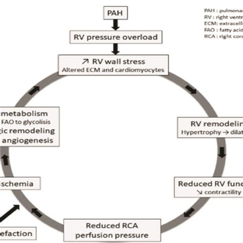 Common Side Effects of Medications that Target the Prostacyclin Pathway ...