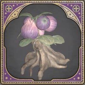 Hogwarts Legacy Shrivelfig Fruit How To Get Use Gamewith