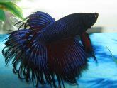 Fungus on Betta fish :: Vang Bettas