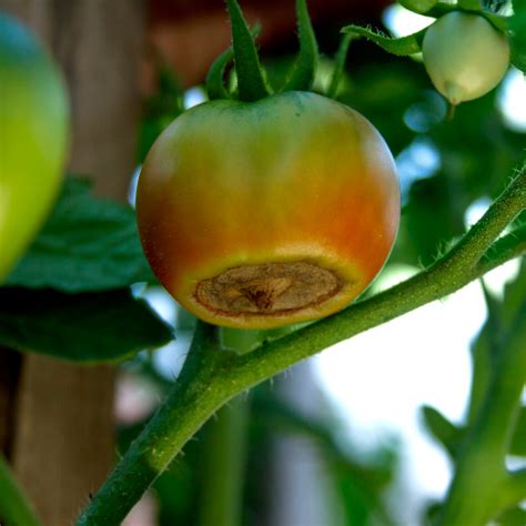 Boost Your Tomato Plants Health The Benefits Of Using Epsom Salt