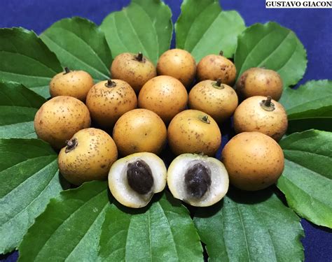 Juazeiro O Que É - Juazeiro: Um Presente da Natureza para o Sertão