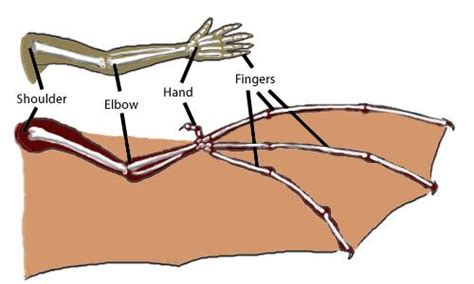 Did You Know That Humans Birds And Bats Have The Exact Same Types Of