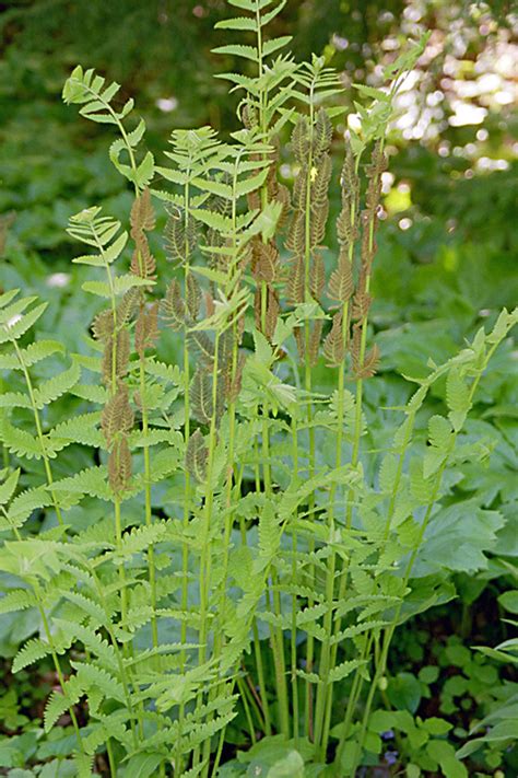 Minnesota Seasons Interrupted Fern