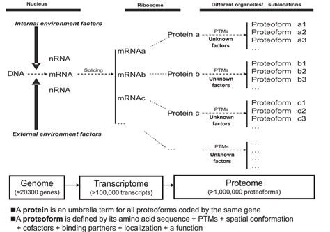 Relationship Of Proteoform Protein And Proteome Modified From Zhan