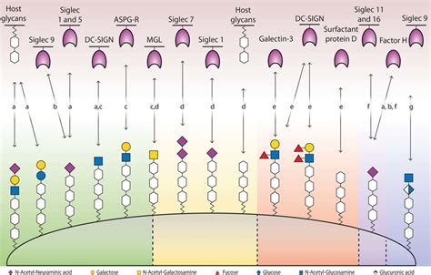 Interactions Between The Terminal Surface Glycan Structures Of