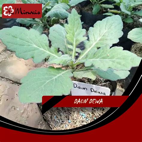 Jual 5 Pohon Daun Dewa Mirwais Shopee Indonesia