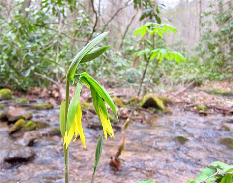 Plants North Carolina Native Plant Society C29