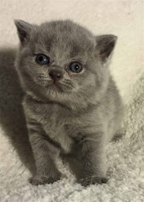 British Shorthair Scottish Fold Kittens For Sale - British Shorthair