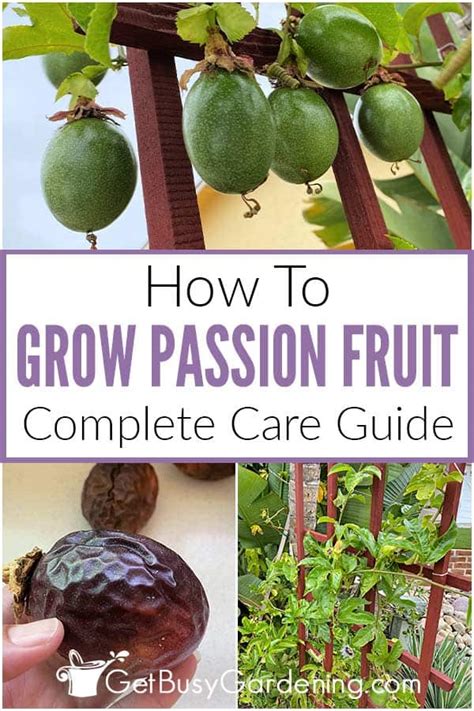 Growing Passion Fruit Complete Plant Care Guide