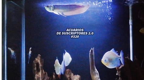 PIRAÑAS MONSTER TANK ESCALARES Acuarios de Suscriptores 2 0 320