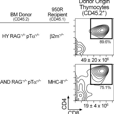 Thymocyte Precursors From αβ Tcr Tg Rag 2− − Pre Tα− − Bone Marrow Download Scientific Diagram