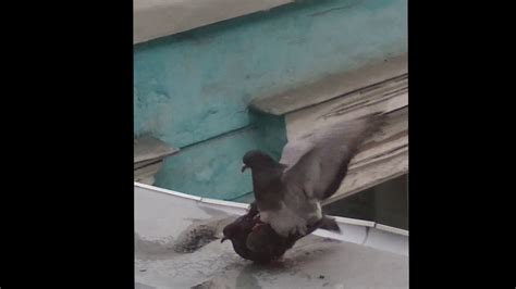 Mating Pigeons Youtube