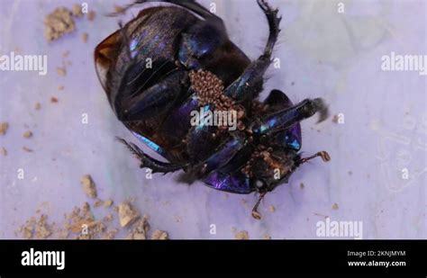 Earth Boring Dung Beetle Stock Videos Footage Hd And K Video Clips