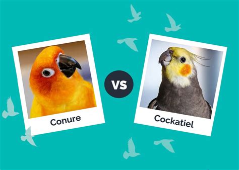 Conure Vs Cockatiel The Differences With Pictures Hepper