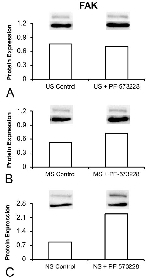 Protein Expression Of Focal Adhesion Kinase Fak In Cells Cultured On