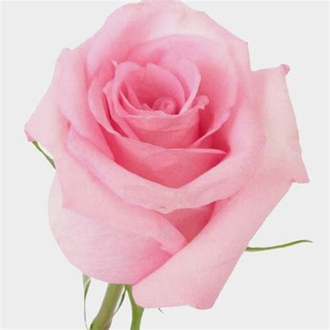 Rose Nena Light Pink 50cm Wholesale Blooms By The Box