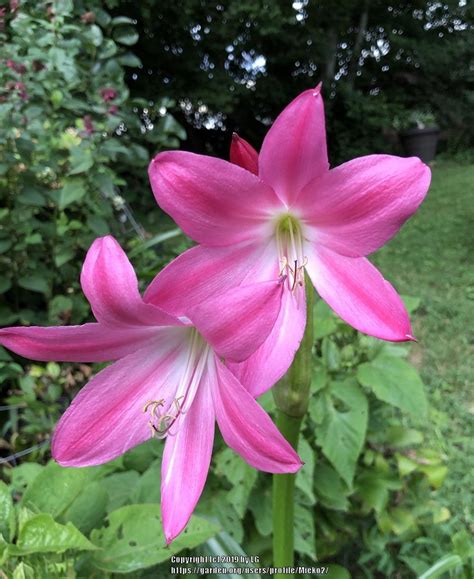 Crinums: Plant Care and Collection of Varieties - Garden.org