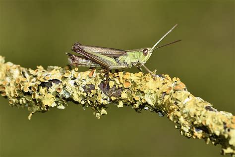 Common Green Grasshopper Omocestus Viridulus An Inverteb Flickr