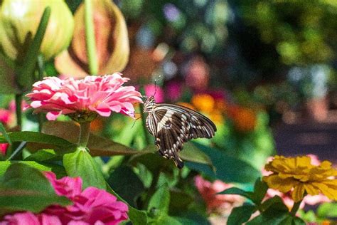 Butterflies In Bloom Take Flight At Dow Gardens