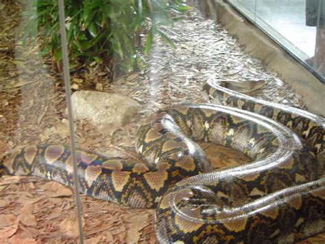 2005-04-04 Australia Zoo Crocodile Hunter 2 of 2