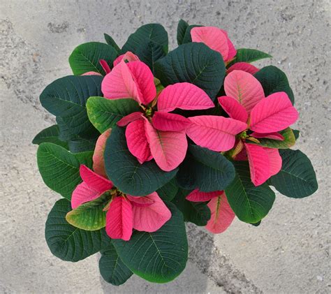 Poinsettia Euphorbia Pulcherrima Christmas Mouse Pink From Hillcrest