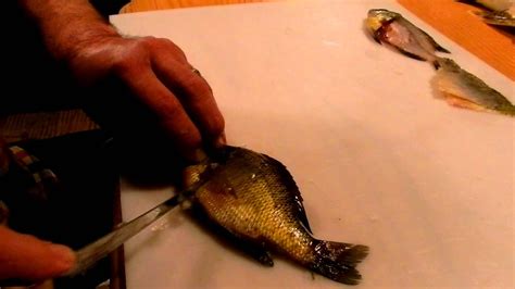 How To Fillet Bluegill Youtube