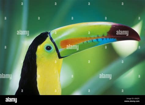 Funny toucan poem – Telegraph