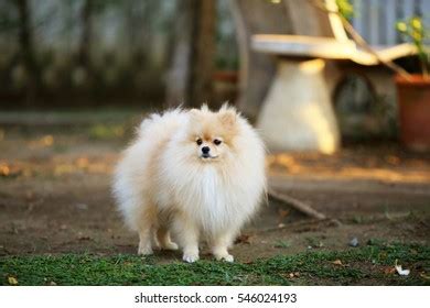 Adorable Fluffy White Pomeranian Puppy Puppy Stock Photo 2235008913 | Shutterstock