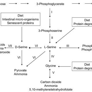 Chromatographs Of D Serine L Serine And Glycine Using Gc Ms A And