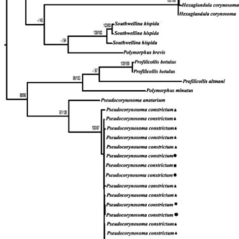 Phylogenetic Tree Obtained With Maximum Likelihood Ml And Maximum Download Scientific Diagram