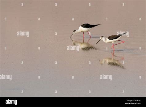 Pair Of Black Winged Stilt Himantopus Himantopus Feeding On Insects On