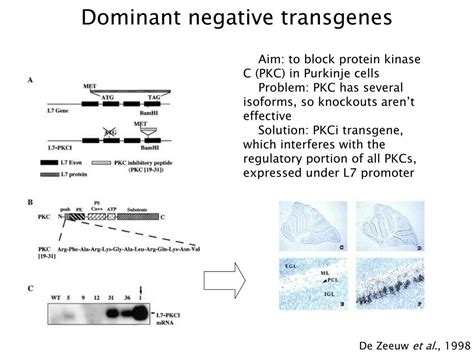 Ppt Knockout And Transgenic Mice Uses And Abuses Powerpoint