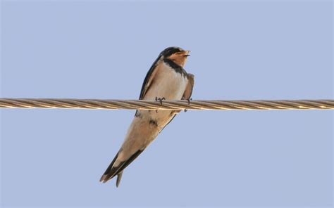 Natural wonders to watch out for this week: spot a swallow while you ...