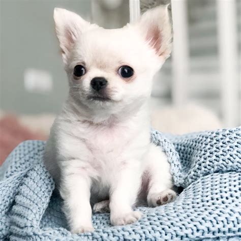 15 Amazing Facts About Chihuahuas You Probably Never Knew Page 3 Of 5