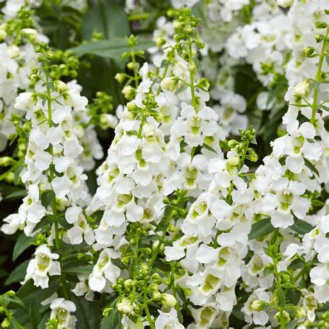 angelonia archangel white