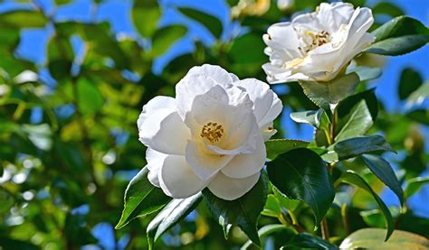 Las Camelias Cuidados Básicos Y Variedades Que Existen Jardiland