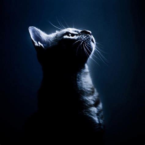 Cat Silhouette Wallpapers - Top Free Cat Silhouette Backgrounds ...