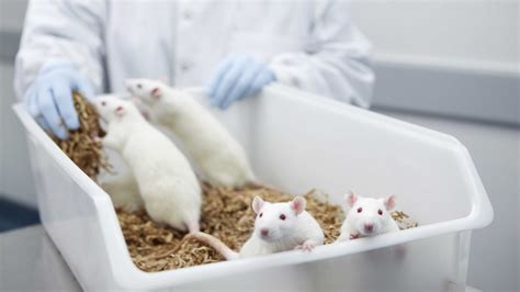 Is animal testing necessary? - netivist