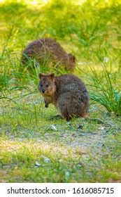 Quokka Rottnest Islands Two Quokkas Spotted Stock Photo 1616085715 | Shutterstock