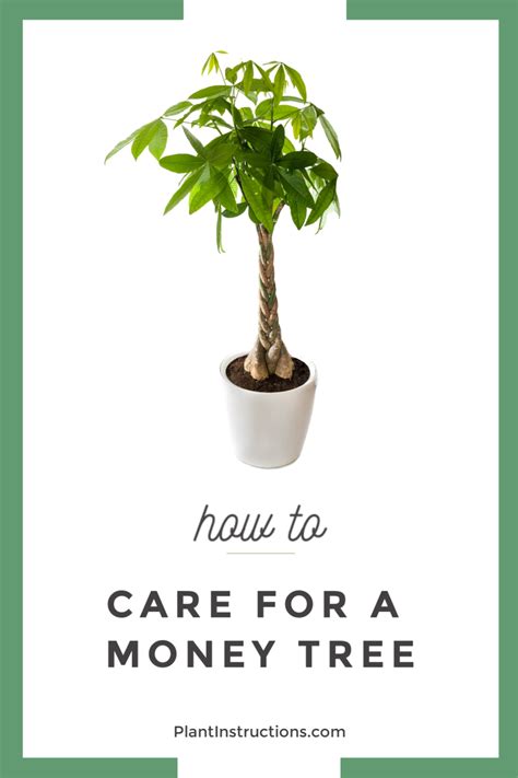 How To Care For A Money Tree In 2020 Money Tree Plant Money Tree