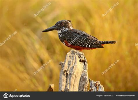 Giant Kingfisher Megaceryle Maxima Beautiful Bird Dark Forest Habitat ...